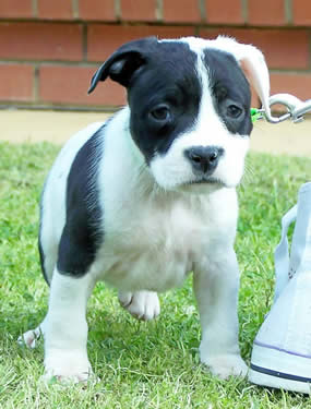 DDDawgs Flirt in a Skirt